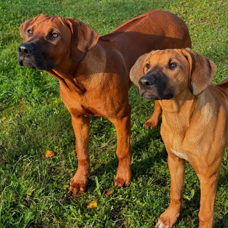 Rhodesian Rigdeback Puppies