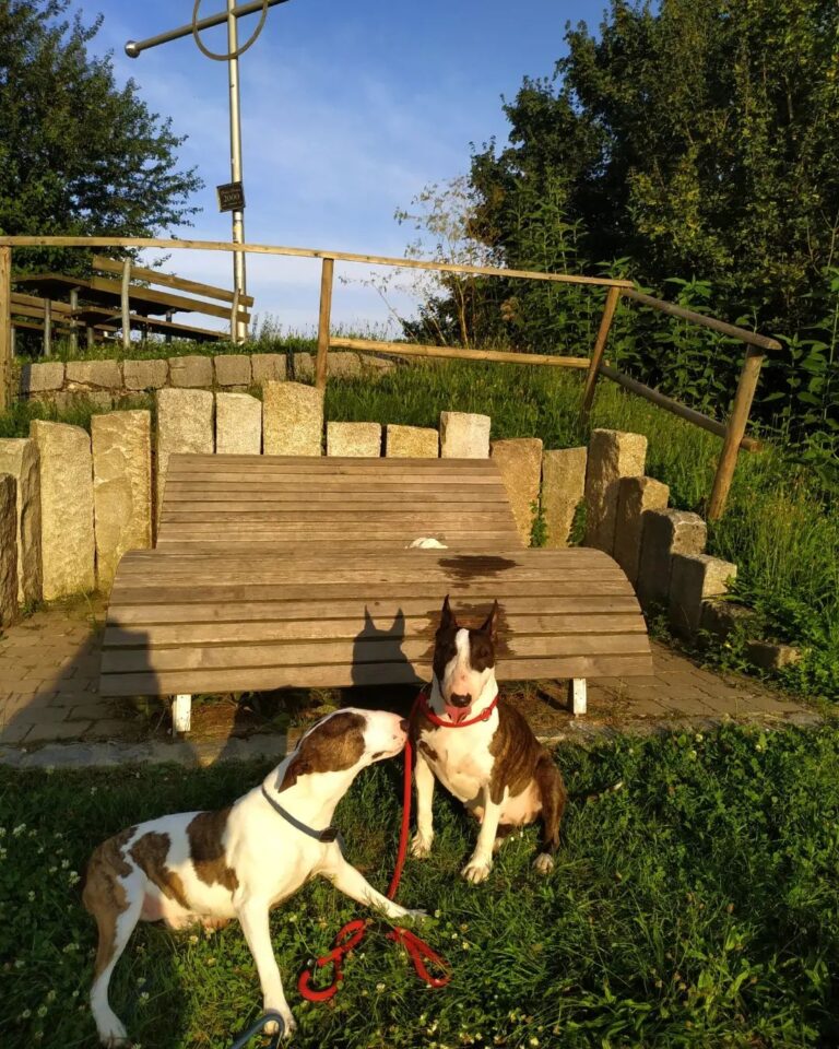 Bull Terrier Puppies