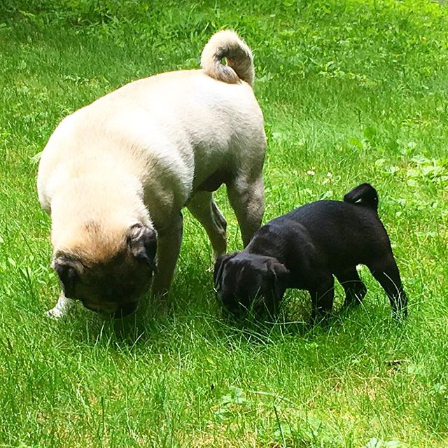 Pug Puppies