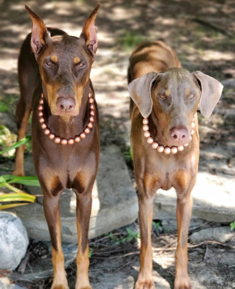 Doberman Pinscher Puppies