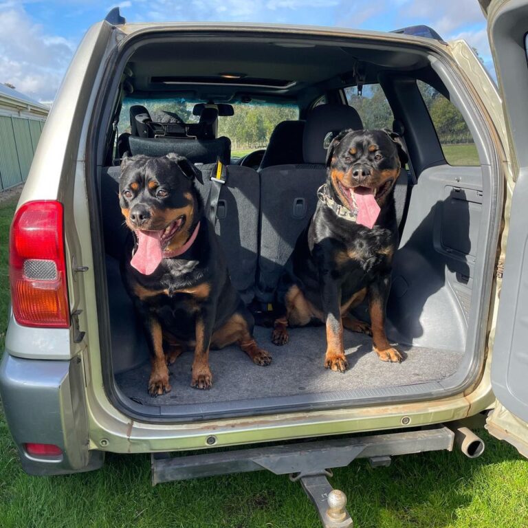 Rottweiler Puppies