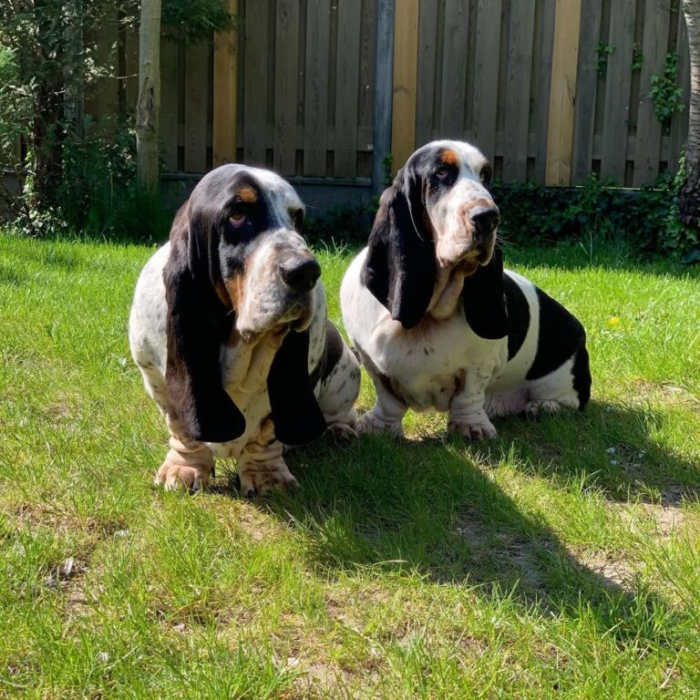 Basset Hound Puppies