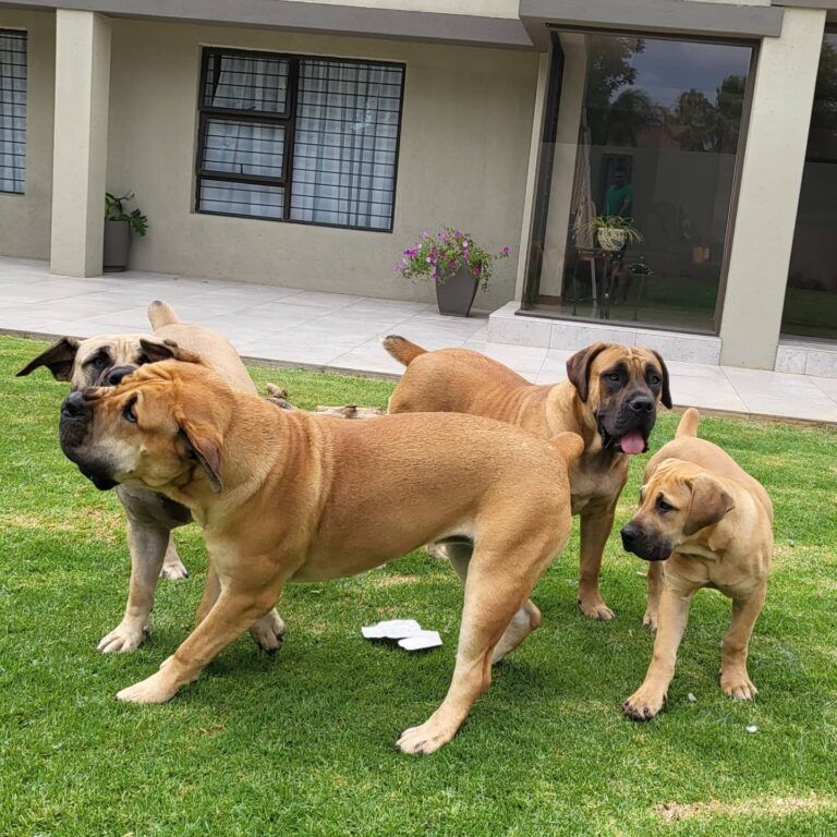 Boerboel Puppies