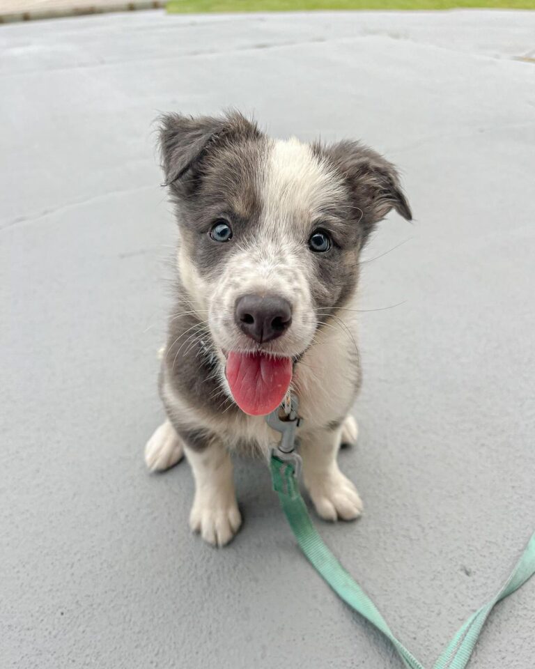 Border Collie Puppies