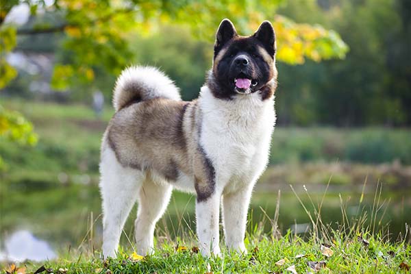 Akita Puppies