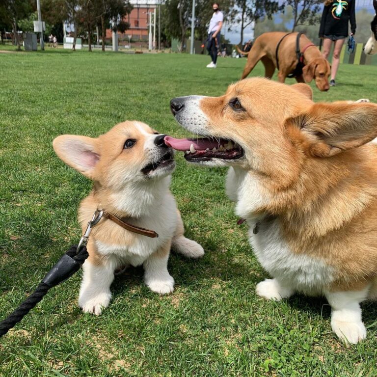 Corgi Puppies