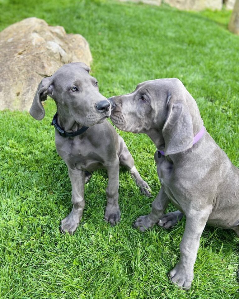 Great Dane Puppies