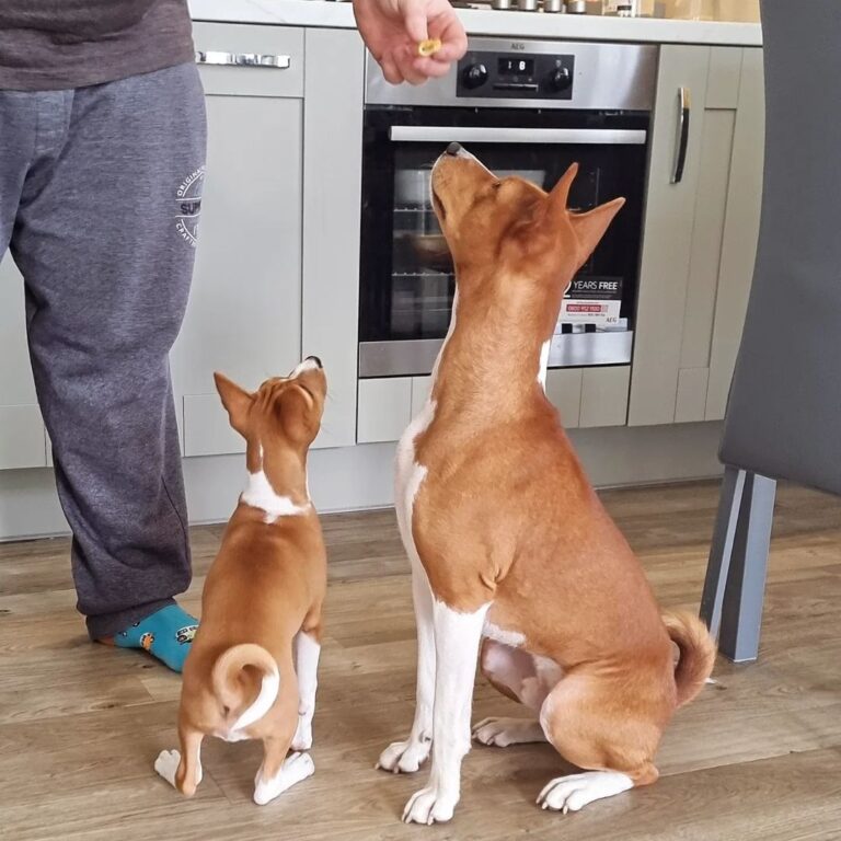 Basenji Puppies