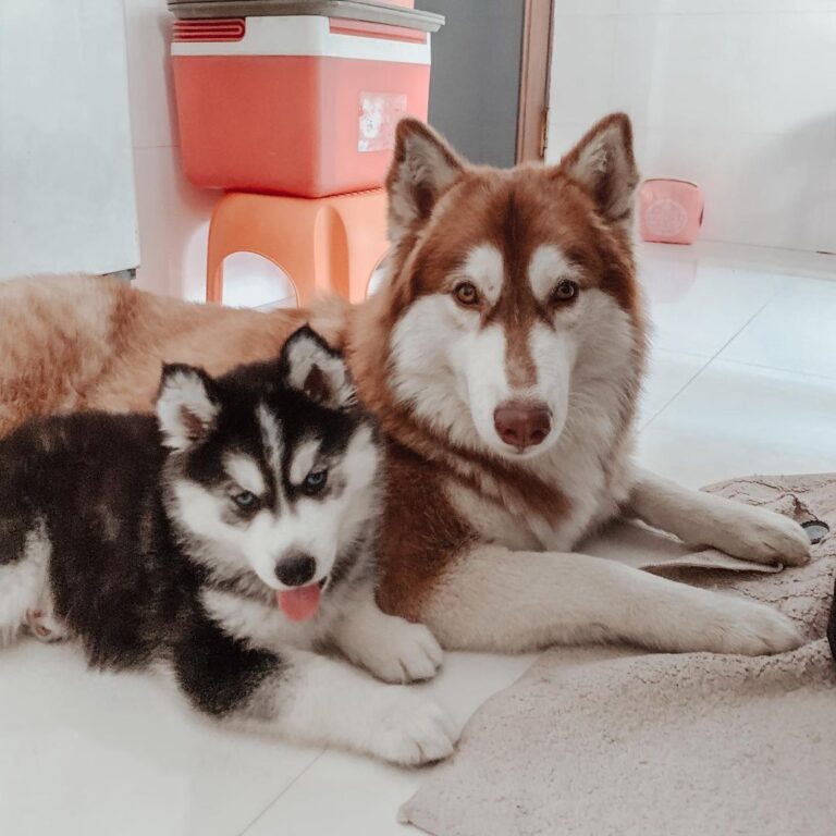 Siberian Husky Puppies