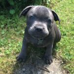 Ella (Female)
