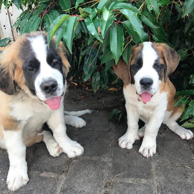 St Bernard Puppies