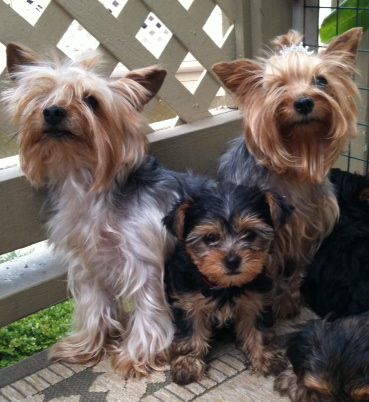 Yorkie Puppies