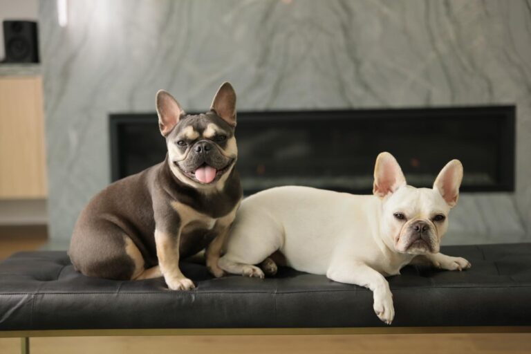 French Bulldog Puppies