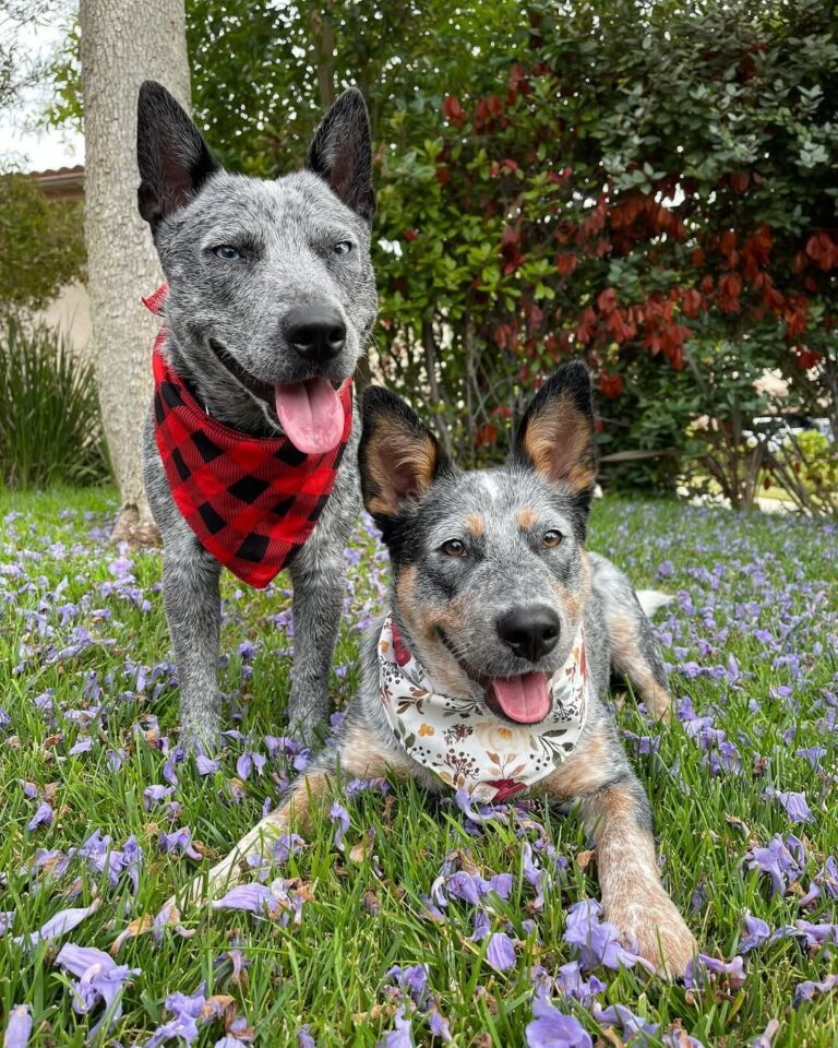 Australian Cattle Dogs