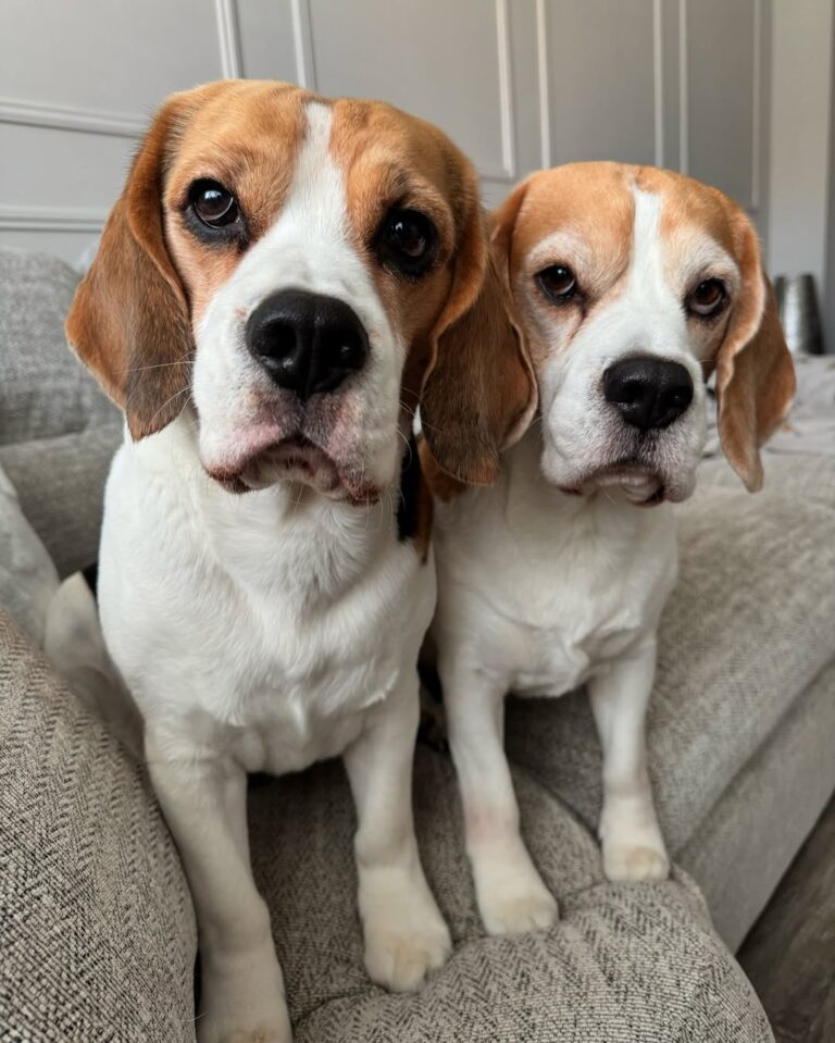 Beagle Puppies