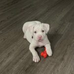 Rosie (Female)