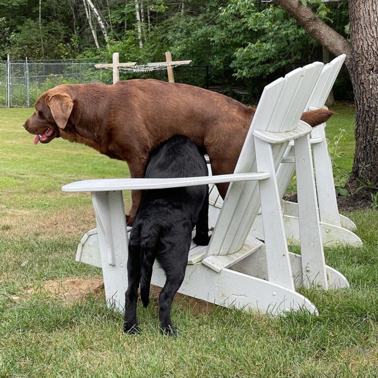 Labrador Retrievers